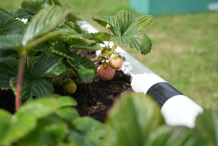 White strawberries