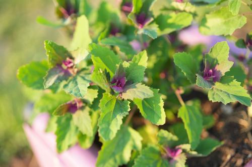 Magenta-colored newly emerged leaves of tree spinach