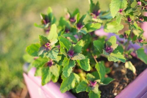 Magenta-colored newly emerged leaves of tree spinach