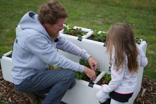 Man and girl picking white strawberries