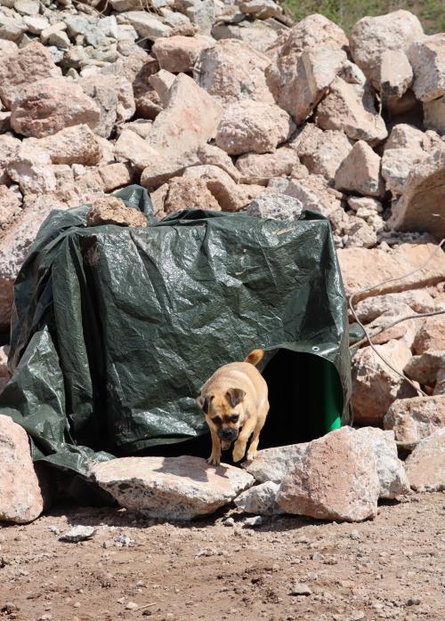 Un chien sort du tunnel