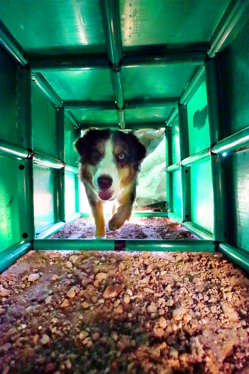 Hond in de QUADRO tunnel