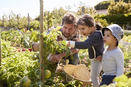 Vader met kinderen kijken naar tomatenplanten 