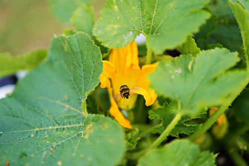 Zucchiniblüte