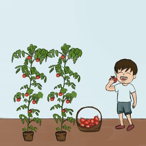 Gemüsegärtner