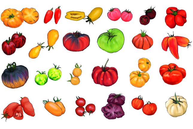 Tomatenraritäten